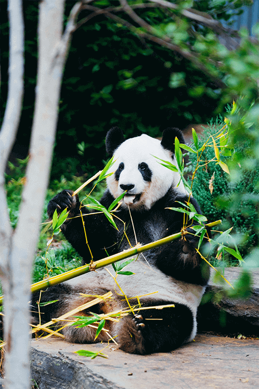 Il Panda 533×800 Il Panda