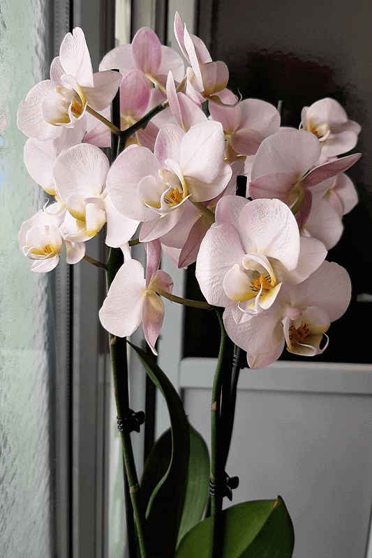 Le Orchidee