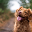 Evoluzione dell’espressioni dei cani