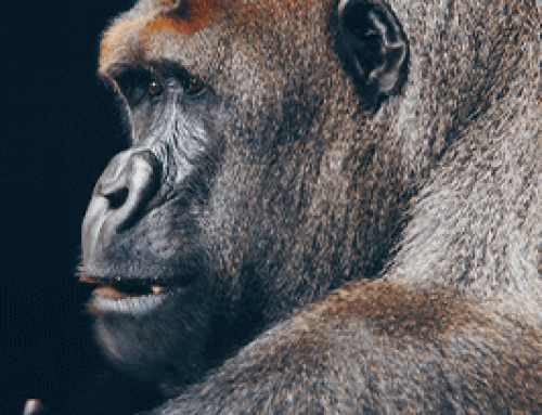 Il Gorilla