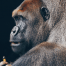 Il Gorilla