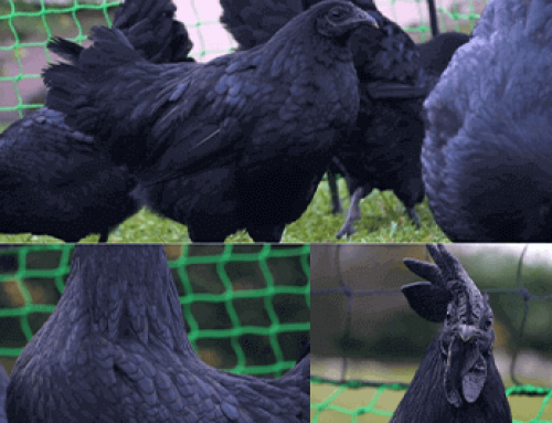 Il Pollo Nero Ayam Cemani
