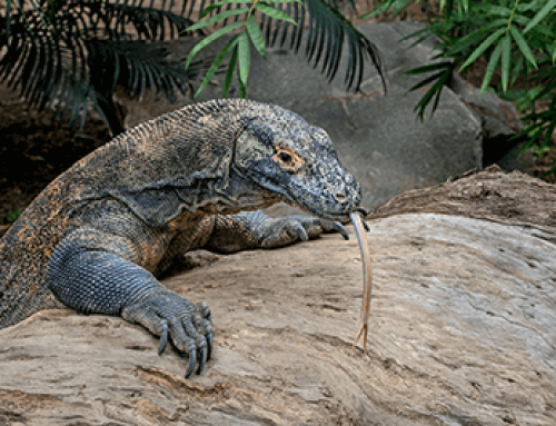 Drago di komodo